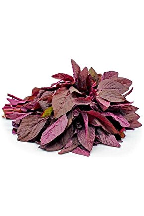 Kırmızı amaranth tohumu geleneksel şifalı amaranthus red garnet