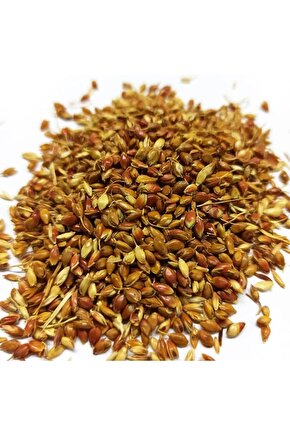 Süpürge Otu Tohumu 100 Gr