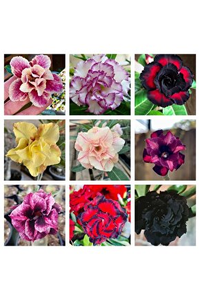 25 Adet Karışık Renklerde Adenium Çöl Gülü Tohumu