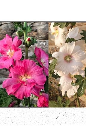 125-150 Scooter Motor Soğutma Kapak Takım