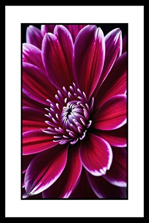 Mor Açan Çiçek Digital Art ( ÇERÇEVESİZ - ÇERÇEVE YOKTUR ) ( ULTRA HD ) FOLYO AFİŞ - POSTER