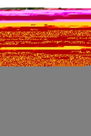 Matisse - Sanat - Soyut - Doğa - Ev - Yaşam ( 2 Li Çerçevesiz ) Poster - Afiş - Tablo NNHT703