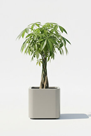 Aura Softbox 30x35cm Fiber Soft-Küp Saksı - Mat - Büyük Saksı - Fiberglass saksı