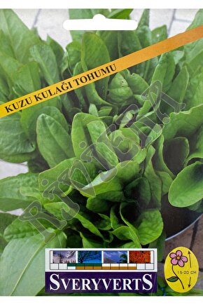 Kuzu Kulağı Tohumu