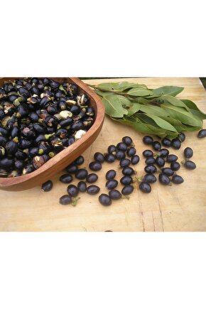 Defne Ağacı Tohumu 20 Adet