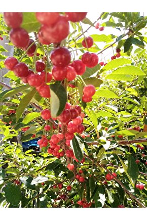 Vişne Ağacı Tohumu (2 adet)