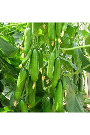 Geleneksel Çengelköy Hıyarı Erkenci Badem 20 Adet Salatalık Tohumu