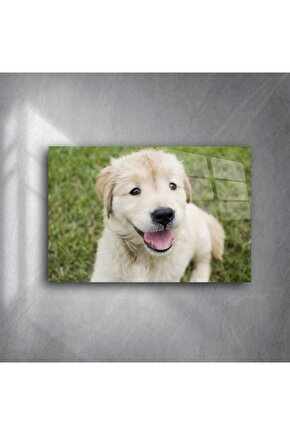 Sevimli Golden Retriever Yavru Köpek Kanvas Tablo