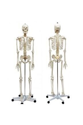 Tam Iskelet Maketi 170Cm Model 10
