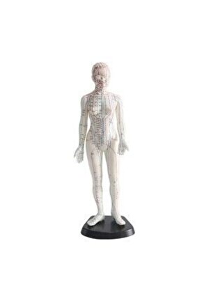 Kadın Akupunktur MaketiModel 56