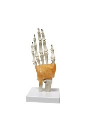 Omurga ElMaketi Model 26