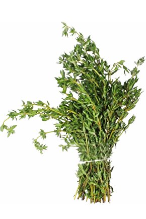 Yerli Taze Kekik Tohumu 100 Adet