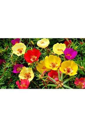 Ipek Çiçeği Tohum 50 Adet Tohum