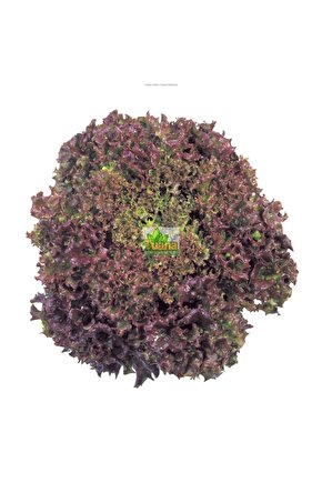 Kırmızı Kıvırcık Marul Tohumu 2500 Adet