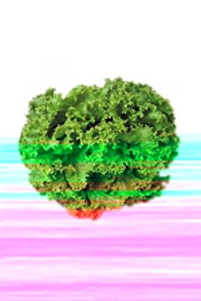 Arapsaçı Kıvırcık Marul Tohumu