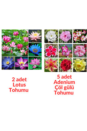 2 Adet Karışık Renklerde Lotus (Nilüfer) Çiçeği Tohumu - 5 Adet Adenium Çöl gülü Tohumu (7 tohum)
