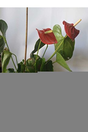 Aeon Flux (2005) 1 ( FOLYO ) - AFİŞ - POSTER-1169