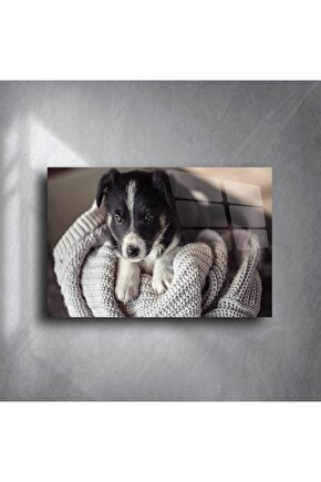 Sevimli Yavru Köpek Cam Üstü Duvar Tablosu
