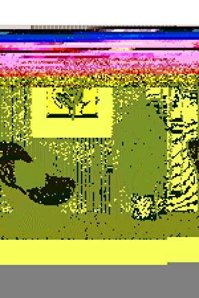 Matisse - Sanat - Soyut - Doğa - Yaşam ( Tekli Çerçevesiz ) Poster - Afiş - Tablo MKKM2317