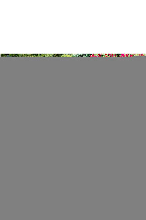 Baby Looney Tunes : Baby Taz Dvd