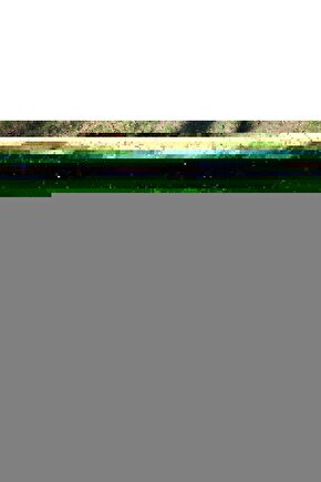 Dvd Max Maceraları: Kralın Doğuşu