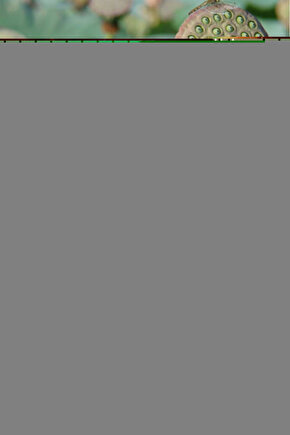 Kadın Beyaz Dolgusuz Basic Sütyen 2450