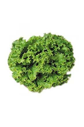 Arapsaçı Kıvırcık Marul Tohumu