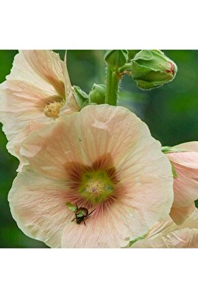 Gül Hatmi Çiçeği Tohumu 25 Adet