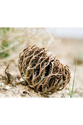 Meryem Ana Otu Fatma Ana Eli 1 Adet