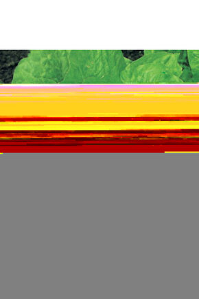 Zebra Perde Siyah Renk Pliseli Dilimsiz