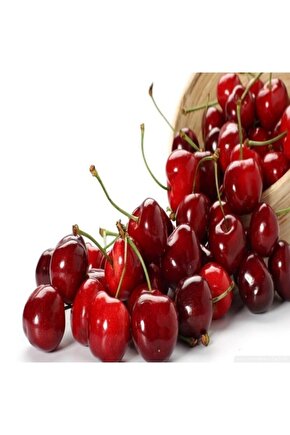 Vişne Tohumu 10 Adet