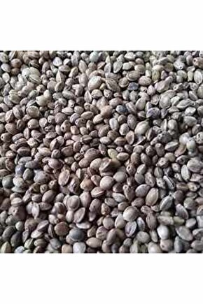 Zbd Kenevir Tohumu 100 gr