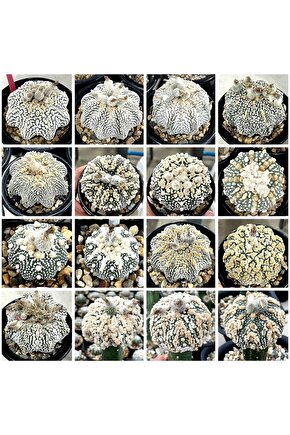100 Adet Kaktüs Tohumu Karışık Astrophytum Astro ( 5 Ribs,kıkko,superkabuto ,star Type, V Type )