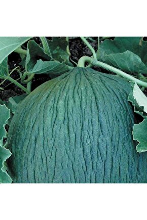 Soğuklara Dayanıklı Hasanbey Kavun Tohumu 10 Gram