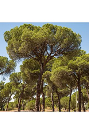 10 adet fıstık çamı ağacı tohumu - kozak fıstık çamı