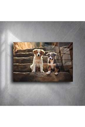 Doğal Işıklı Merdivende İki Yavru Köpek Metal Tablo