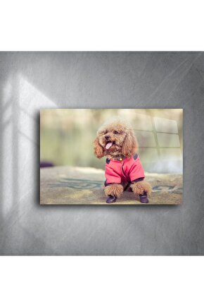Sevimli Kahverengi Poodle Duvar Sanatı