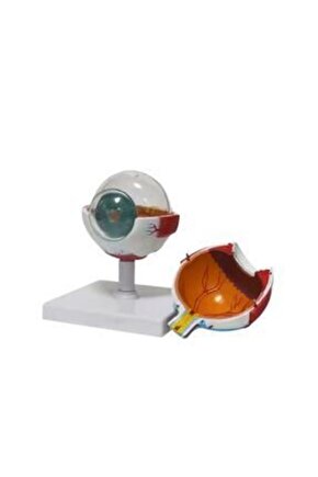 Göz Maketi Model 50