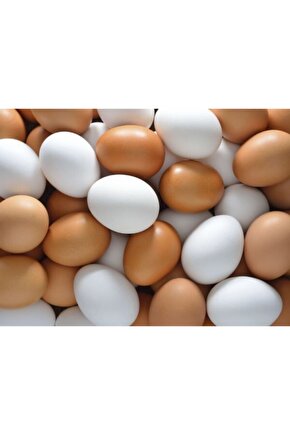 Tekli Tavuk Otomatik Folluk Yumurta Hazneli 5 Adet Sahte Yumurta Hediyeli