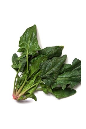 Matador Ispanak Tohumu - 1000 Adet