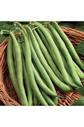 100 Adet Atlantis Oturak Fasulye Tohumu