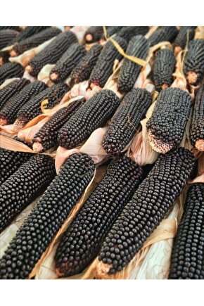 Siyah Mısır 20 Tohum