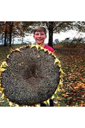 150 Adet İri Çekirdekli Ayçiçeği Tohumu