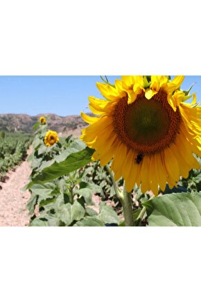 30 Adet Çerezlik Ayçiçeği Tohumu