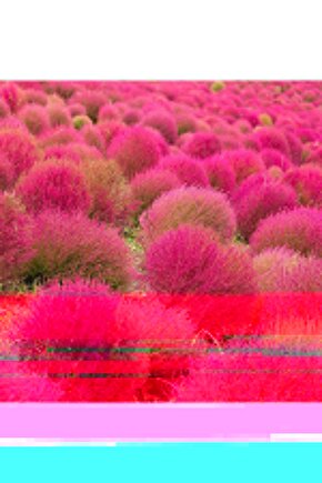 Süpürge Otu Tohumu (30 Adet)