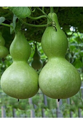 10 Adet Su - Et Kabağı Ata Yerli Tohum