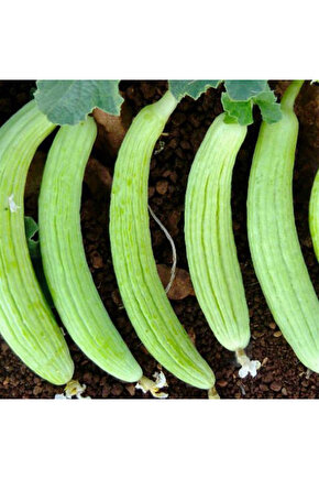 Doğal Yerli Acur Tohumu - 40 Yerli Tohum - Açık Tohum