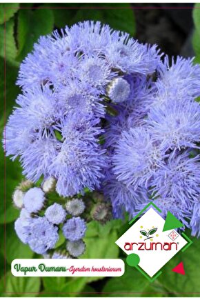 Arzuman Vapur Dumanı Çiçeği Çiçek Tohumu (100 Adet)