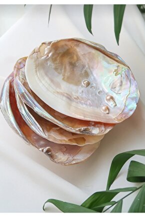 Doğal İstiridye Deniz Kabuğu - İncili İstiridye Kase