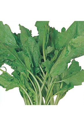 Tere Tohumu Yerli 10 Gram